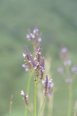 Lavandula canariensis