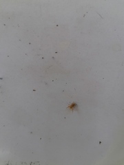 Menemerus bivittatus