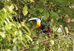 Ramphastos vitellinus