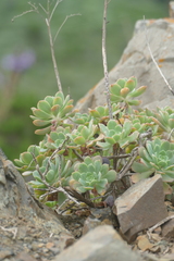 Aeonium
