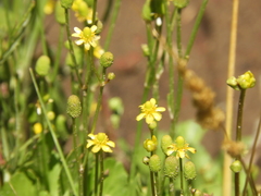 Halerpestes cymbalaria
