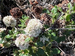 Eriogonum latifolium