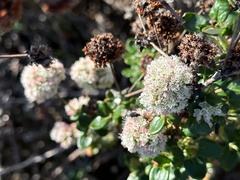 Eriogonum latifolium