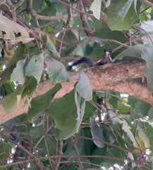 Sciurus stramineus