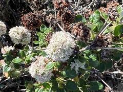 Eriogonum latifolium