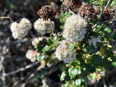 Eriogonum latifolium