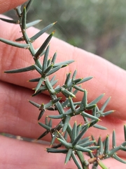 Asparagus horridus