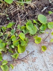 Dichondra carolinensis
