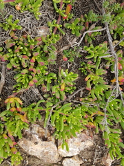 Mesembryanthemum longistylum
