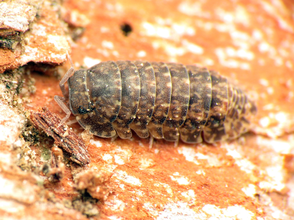 Tropical Pill Woodlice from Punakaiki, West Coast, New Zealand on ...