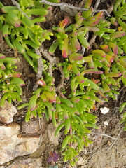 Mesembryanthemum longistylum