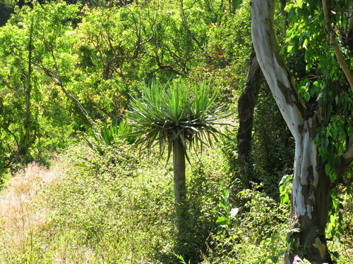 Dracaena caboverdeana image