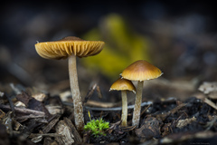 Conocybe brunnea