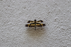 Rhyothemis variegata