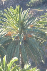 Phoenix canariensis image