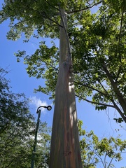Eucalyptus deglupta