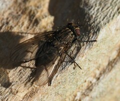Helina evecta