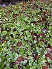 Chrysosplenium alternifolium