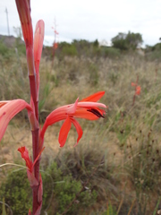 Watsonia spectabilis