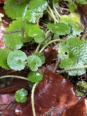 Chrysosplenium alternifolium