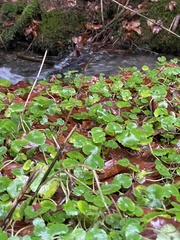 Chrysosplenium alternifolium