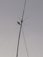 Streptopelia decaocto