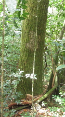 Calophyllum longifolium