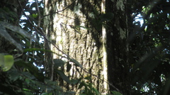 Calophyllum longifolium