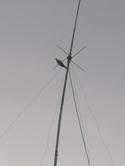 Streptopelia decaocto