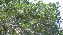 Calophyllum longifolium
