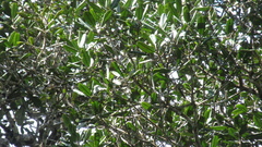 Calophyllum longifolium