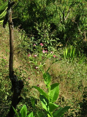 Nicotiana tabacum