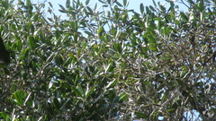 Calophyllum longifolium