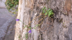 Campanula rotundifolia