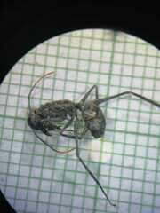 Gigantiops destructor