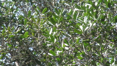 Calophyllum longifolium