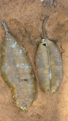 Calophyllum longifolium