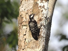 Yungipicus canicapillus