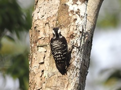 Yungipicus canicapillus