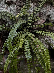 Asplenium trichomanes quadrivalens