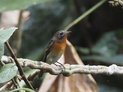 Ficedula mugimaki