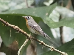 Ficedula mugimaki
