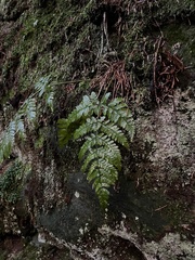 Dryopteris dilatata