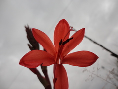 Watsonia spectabilis