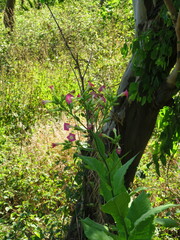 Nicotiana tabacum