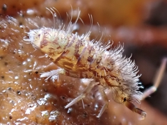 Orchesella villosa