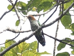 Chrysococcyx maculatus