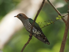 Chrysococcyx maculatus