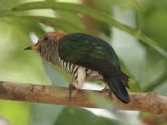 Chrysococcyx maculatus
