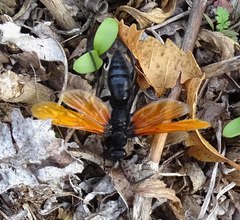 Calopompilus pyrrhomelas